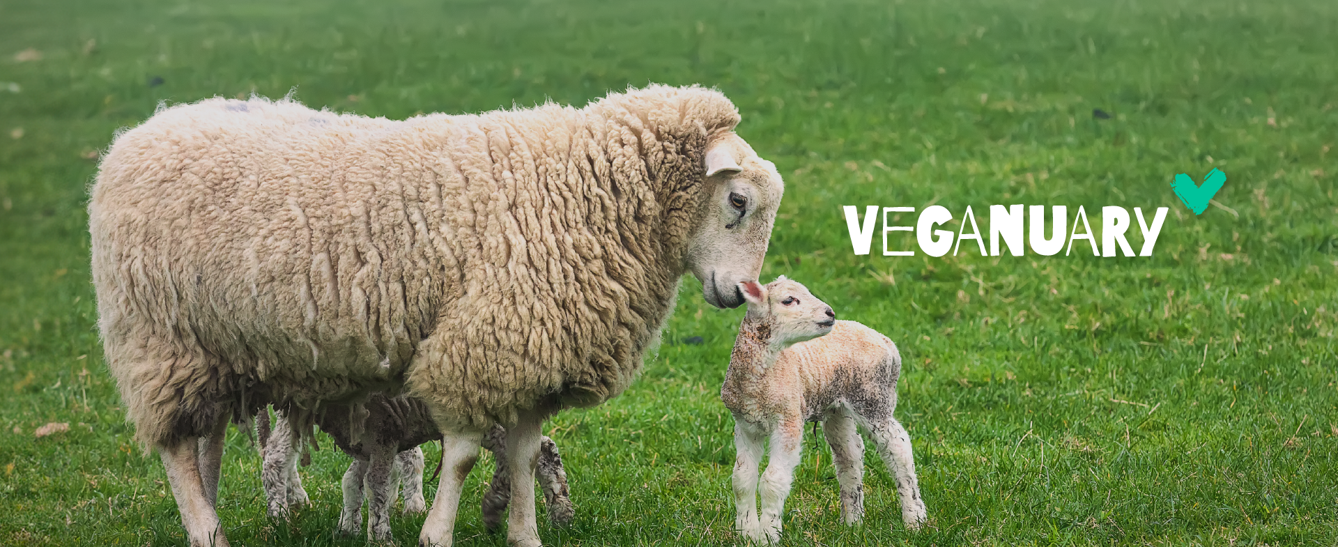 WarwickSU supports Veganuary, a 31-day vegan challenge, by offering diverse plant-based options across its food and drink outlets. In collaboration with Warwick VegSoc, the SU provides resources, free membership, and special events, including cooking classes and food stalls, to help students adopt a vegan or vegetarian lifestyle.